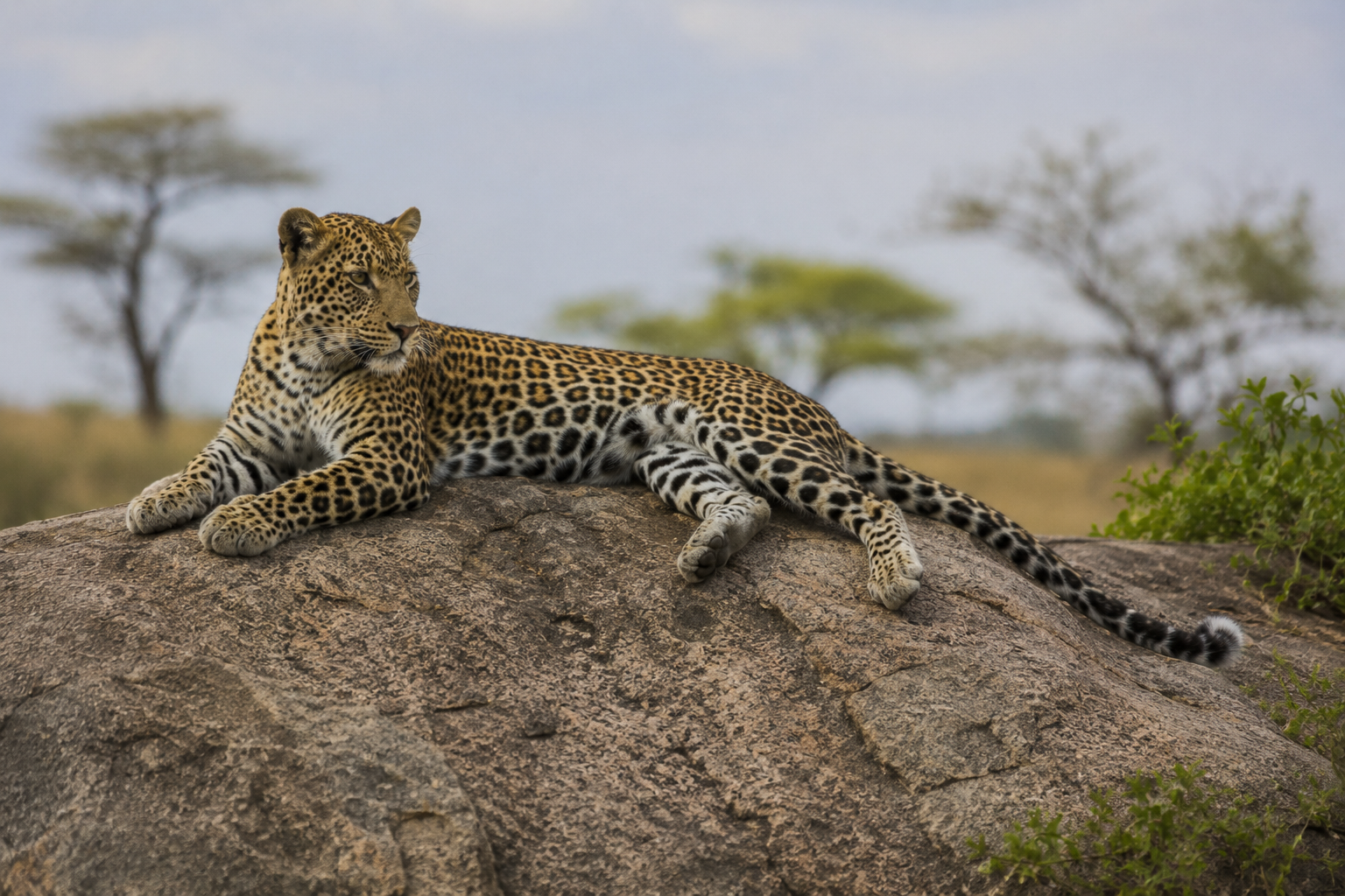 Luxury safari lodge overlooking nature